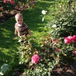 Milo smiling and walking around in the rose garden.